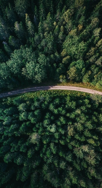 une route à travers une forêt