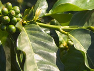 Les cerises du caféier