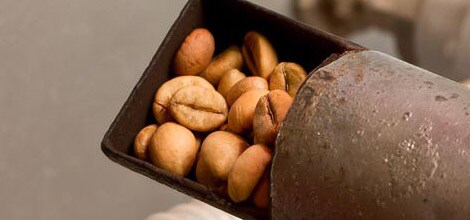 Grains de café torréfiés - Les grains plus foncés contiennent moins de caféine