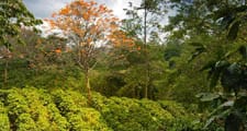 Les caféiers sont cultivés dans les zones tropicales et subtropicales du globe.