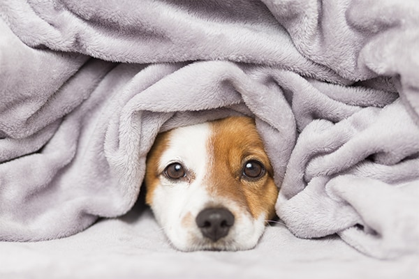 Comment choisir son outil pour éliminer les poils d'animaux en