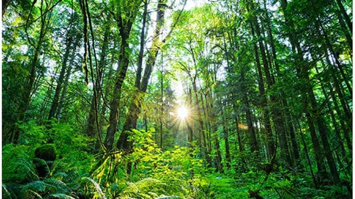 Forêt
