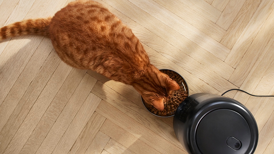 Le distributeur de croquettes connecté est conçu pour offrir une expérience agréable à votre chat