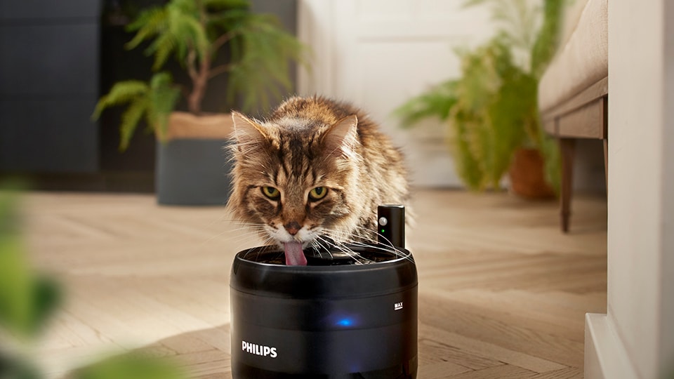 L'eau qui coule de la fontaine pousse votre chat à boire davantage