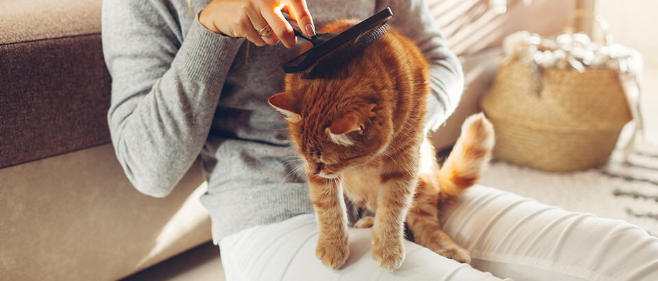 Allergènes domestiques - Squames d'animaux, faits allergiques