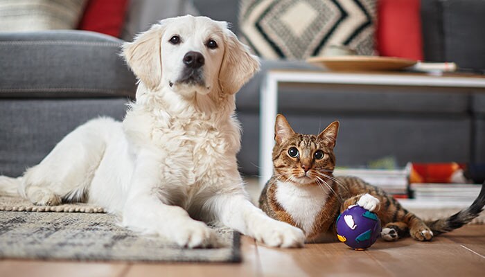 Squames d'animaux